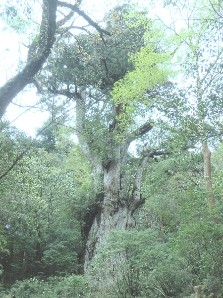 タカラガイ ウミウサギガイ 屋久島天然 ヤクシマダカラ タカラガイ